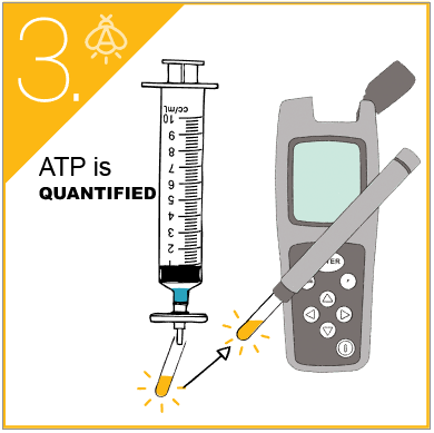 ATP test - 4 step protocol (3)