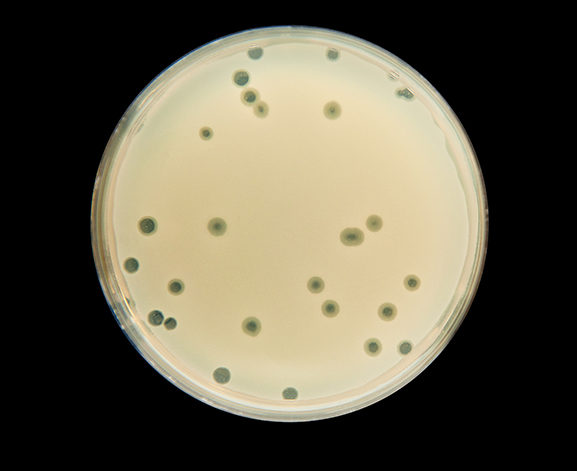 Trousse d'analyse des bactéries dans l'eau potable Safe Home SHCANPBDIY1, à  faire soi-même