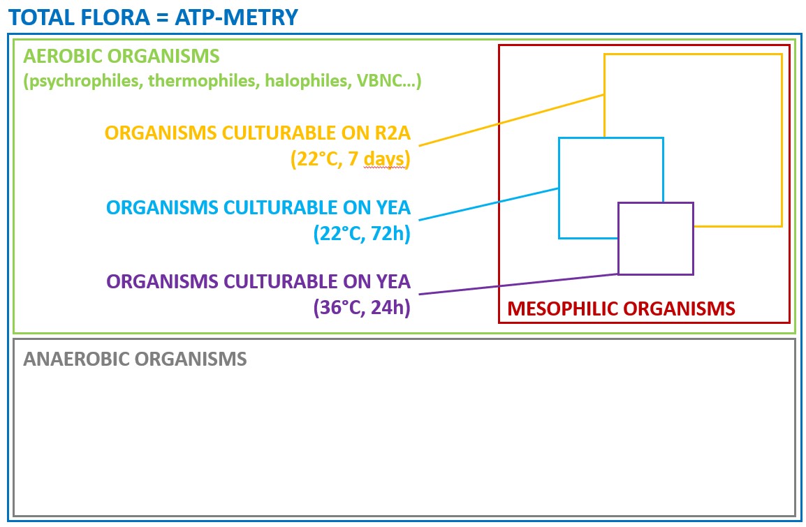 Total bacterial flora