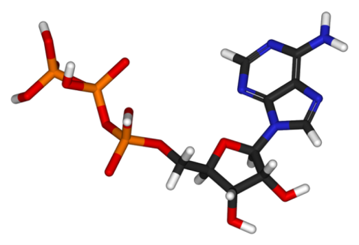 Molécule ATP