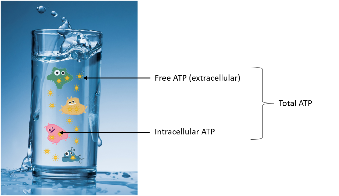 GL Biocontrol FREE ATP VS INTRACELLULAR ATP